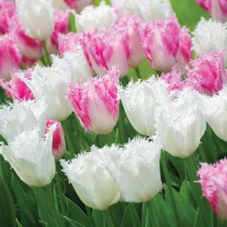 Royal Palace Tulip Blend Thumbnail